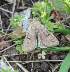 Indiscrete Cissusa Moth thumbnail 2