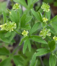 pubescent-fruited buttercup thumbnail 1