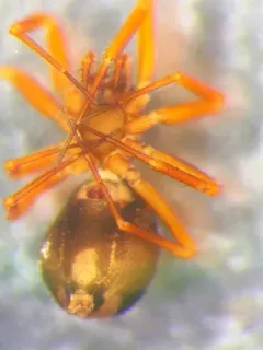 Wubana pacifica thumbnail 3