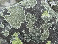 Lecanora intricata thumbnail 3