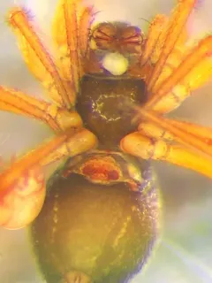 Pocadicnemis pumila thumbnail 1