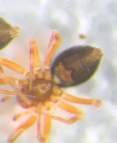 Tachygyna vancouverana thumbnail 3