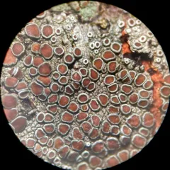 Common Rim Lichen thumbnail 2