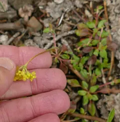 marumleaf buckwheat thumbnail 4
