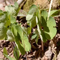 bloodroot thumbnail 1