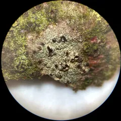 Bumpy Rim-lichen thumbnail 2