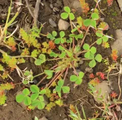suffocated clover thumbnail 3