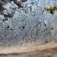 Smooth Sunken Disc Lichen thumbnail 2