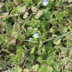 Grey Field-speedwell thumbnail 2