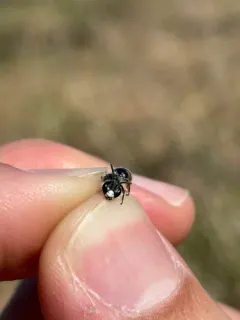 Mustard Miner Bee thumbnail 2