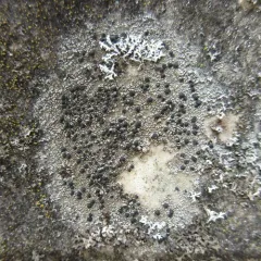 Rock Disk Lichen thumbnail 3