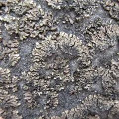 Least Shadow Lichen thumbnail 2