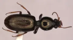 Dyschirius sphaericollis thumbnail 3