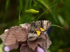 Annaphila decia thumbnail 2