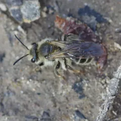 Trout-lily Mining Bee thumbnail 3