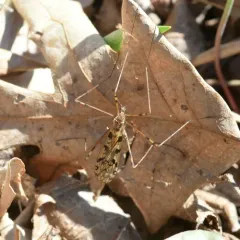 Metalimnobia cinctipes thumbnail 3