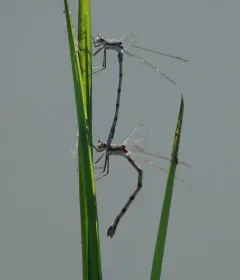 Southern Spreadwing thumbnail 3