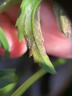 Hyaloperonospora cardamines-laciniatae thumbnail 2
