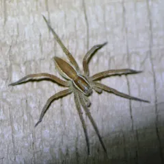 Dolomedes striatus thumbnail 1