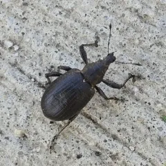 chequered weevil thumbnail 2