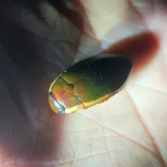 Understriped Diving Beetle thumbnail 4