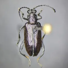 Donacia caerulea thumbnail 4