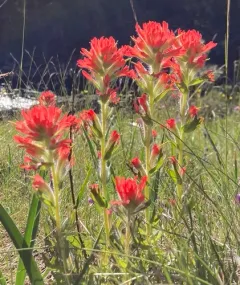Short-lobed Paintbrush thumbnail 2