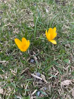 Yellow Crocus thumbnail 2