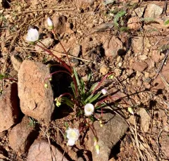opposite-leaved lewisia thumbnail 2