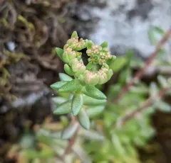 Leiberg stonecrop thumbnail 2