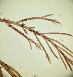 Savoiea robusta thumbnail 4