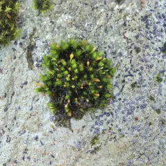 Anomalous Bristle-moss thumbnail 4