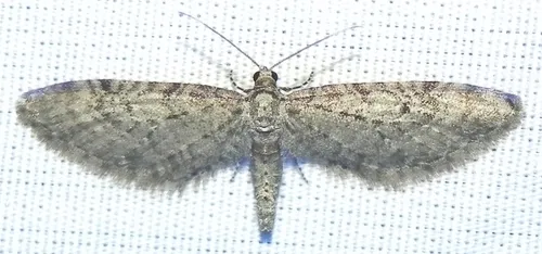 Eupithecia swettii