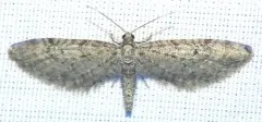 Eupithecia swettii thumbnail 1