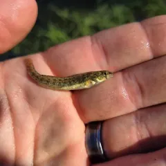 Iowa Darter thumbnail 4