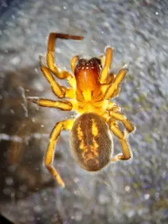 Arctobius agelenoides thumbnail 2