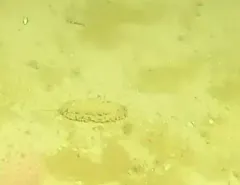 Aphrodita hastata thumbnail 2
