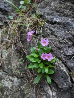 Maguire's Primrose thumbnail 3