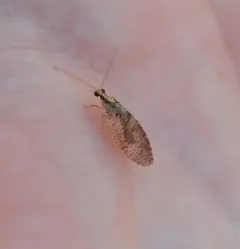 Hemerobius humulinus thumbnail 1