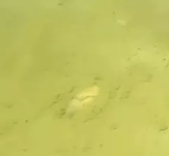 Brisaster fragilis thumbnail 4