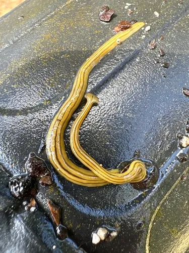 Diversibipalium multilineatum