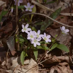 Carolina Springbeauty thumbnail 4