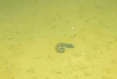 Atlantic Eelpout thumbnail 1