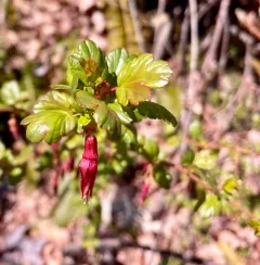 Sierra Gooseberry thumbnail 3