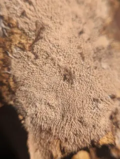 Etheirodon fimbriatum thumbnail 1