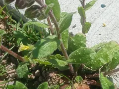 Yellow Monkwort thumbnail 2