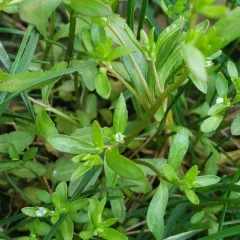 Purslane Speedwell thumbnail 2