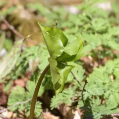 nodding trillium thumbnail 3