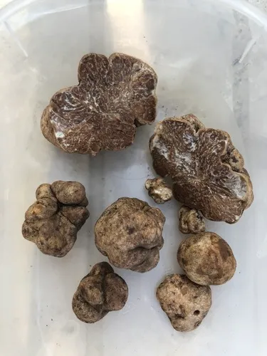 Tuber rapaeodorum
