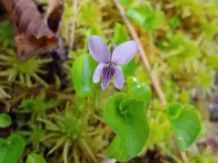 rain violet thumbnail 2
